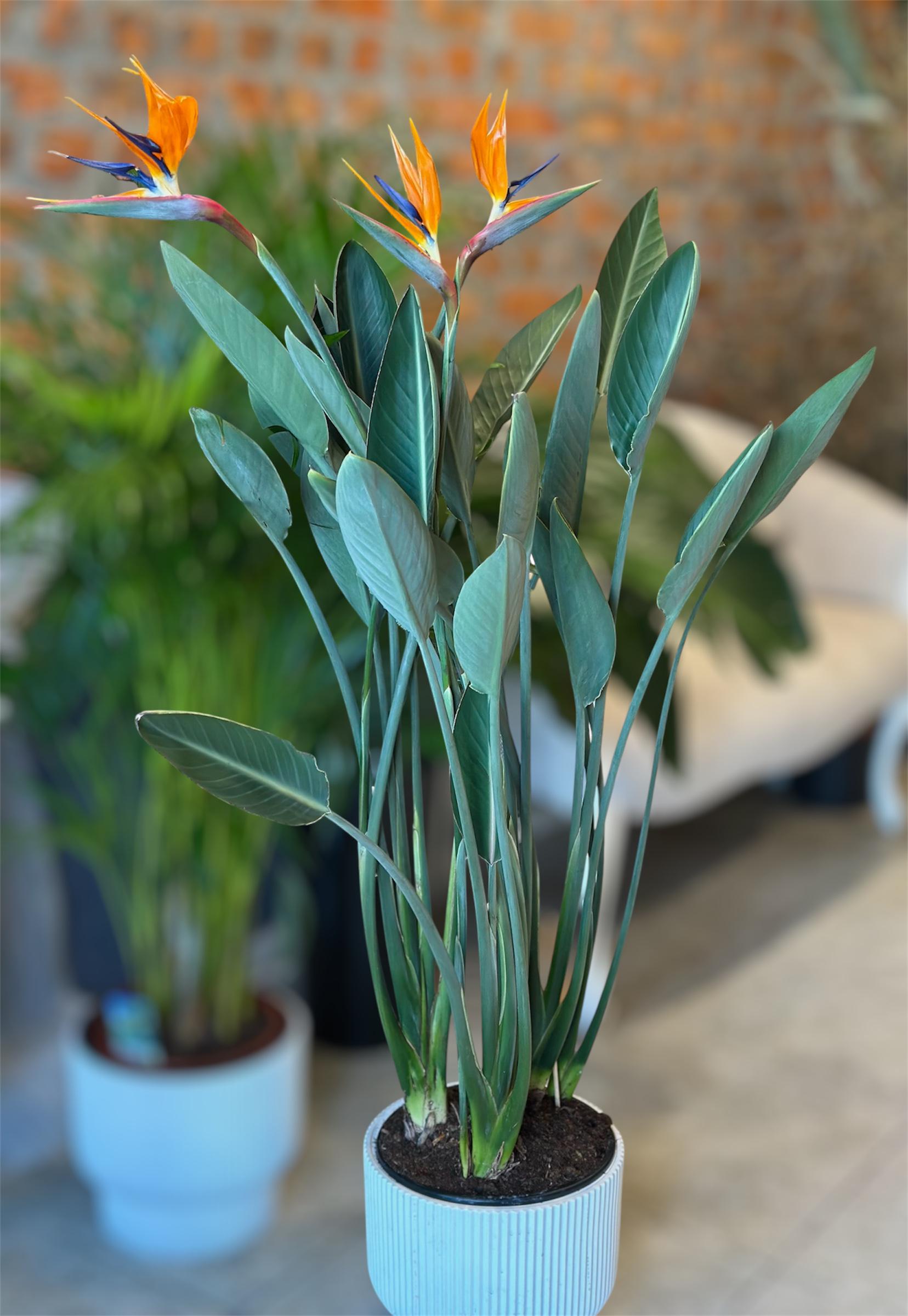 Стреліція королівська Strelitzia reginae Регіна квітуча 130 см (33164101) Стреліція королівська Strelitzia reginae Регіна квітуча 130 см (33164101)
