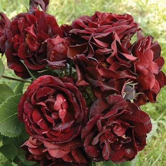 Роза Malicorne Флорибунда в контейнере (2669458434)