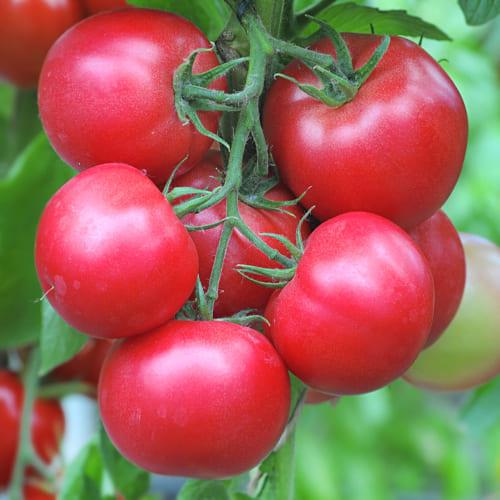 Насіння Томат Florium Торбей F1 (4900) - фото 2