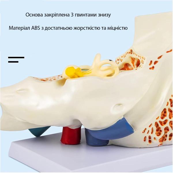 Модель анатомічна вуха людини 5х навчальна модель з ПВХ з маркуванням - фото 4 Модель анатомічна вуха людини 5х навчальна модель з ПВХ з маркуванням - фото 4