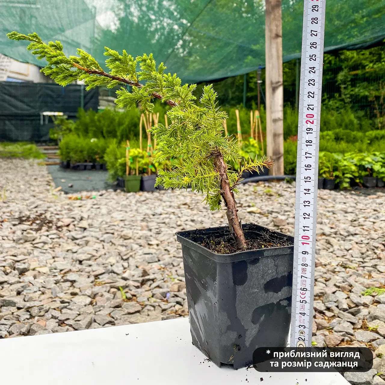 Саджанець ялівцю китайського Juniperus chinensis Blue Alps Р9 (644878982) - фото 4