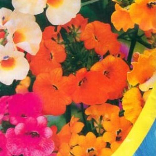 Семена цветов Немезия смесь (CH-0295)