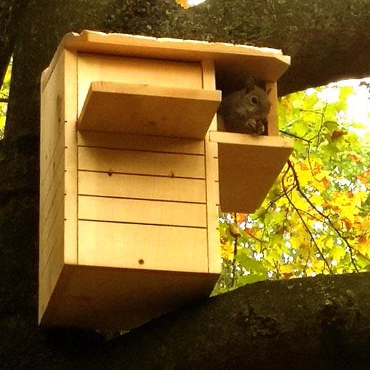 Домик для белок из дерева Чилим Карри (ДДБ-000703) - фото 3 Домик для белок из дерева Чилим Карри (ДДБ-000703) - фото 3