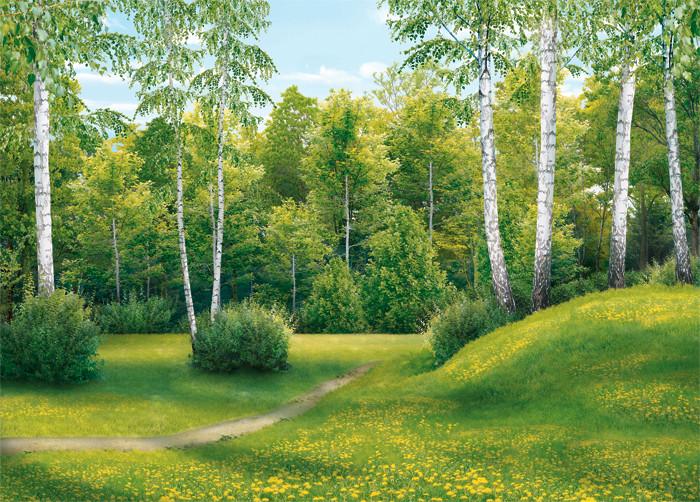 Фотошпалери на паперовій основі Ніка Шелест берез 210х290 см (2000000454528)