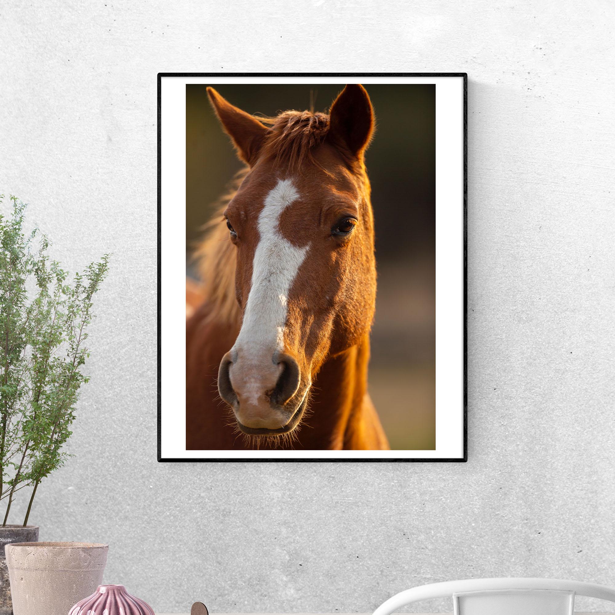 Постер Американская верховая лошадь формат А-5