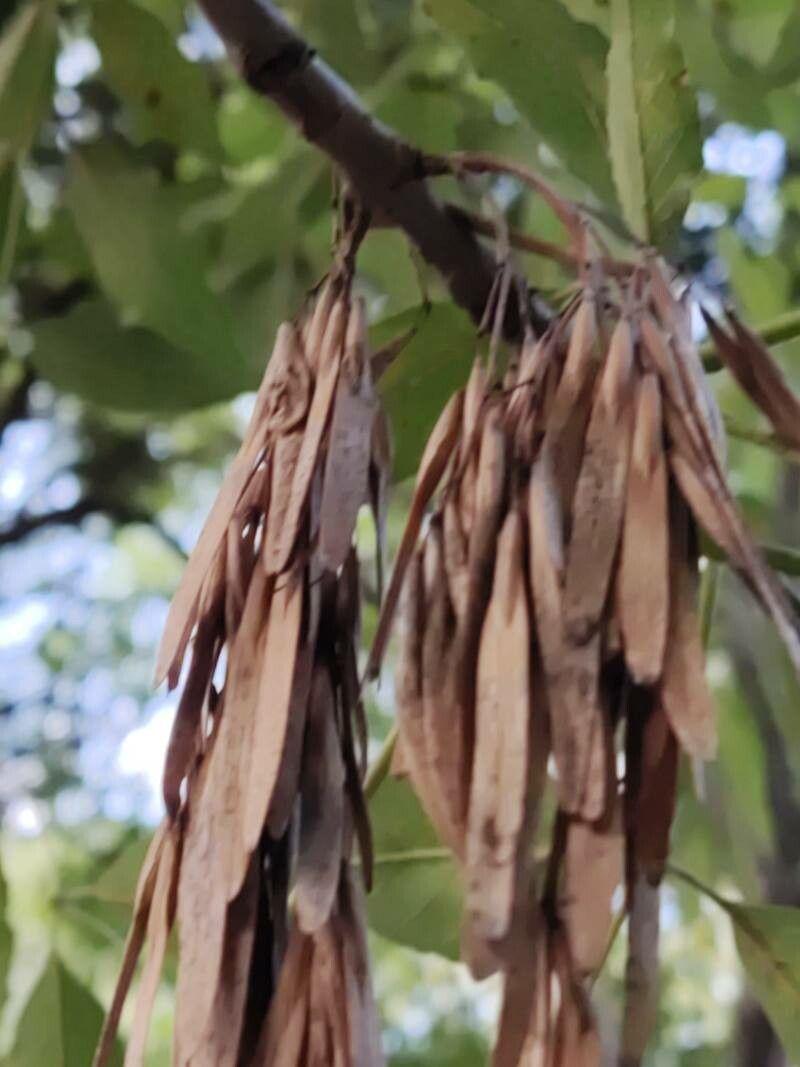 Насіння Ясен білоквітковий Fraxinus ornus білий манний або мановий 20 шт. - фото 4