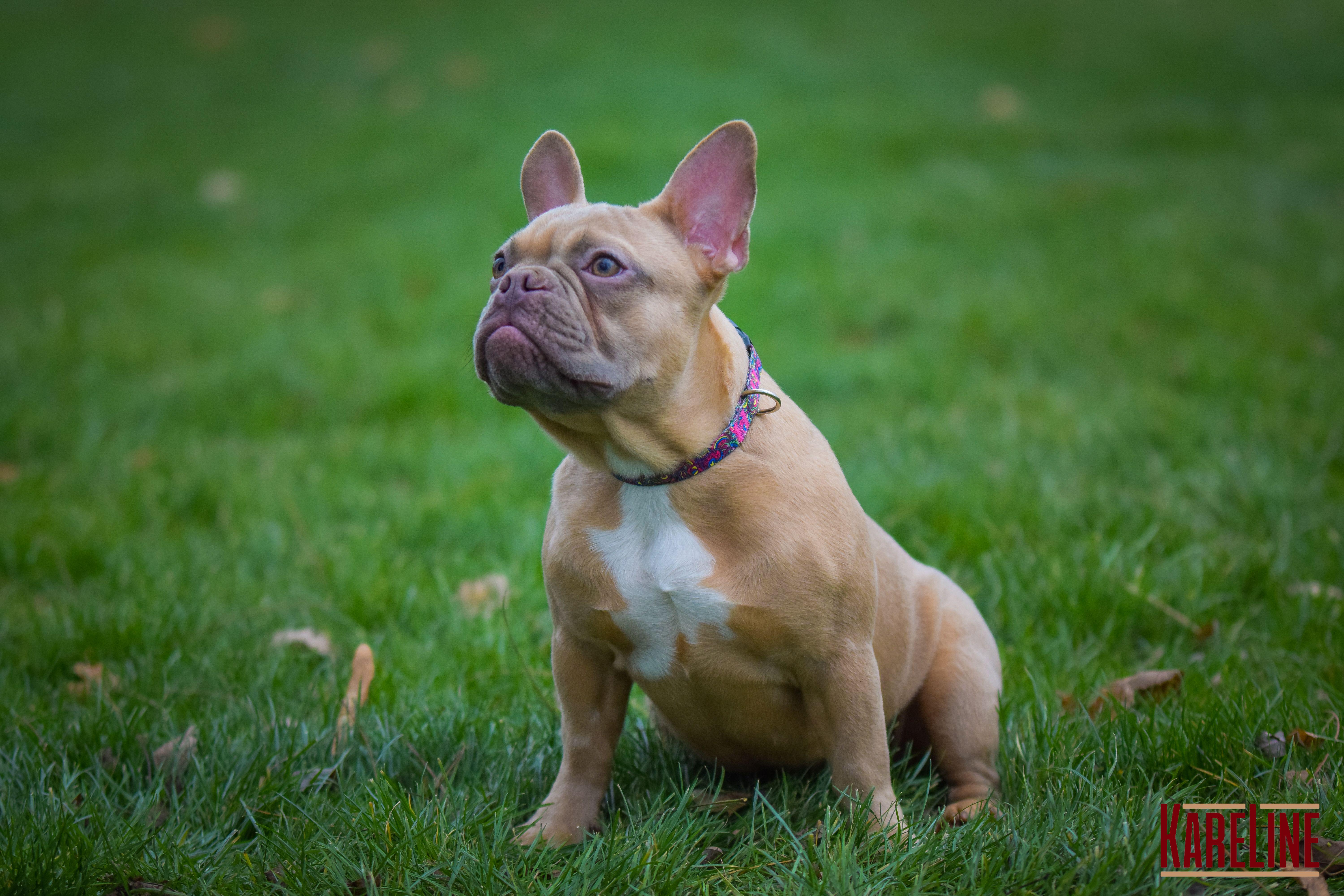 Нашийник KareLine KALEIDOSCOP з нейлону з пластиковою пряжкою 15 мм 240-340 мм (0801/7) - фото 3 Нашийник KareLine KALEIDOSCOP з нейлону з пластиковою пряжкою 15 мм 240-340 мм (0801/7) - фото 3