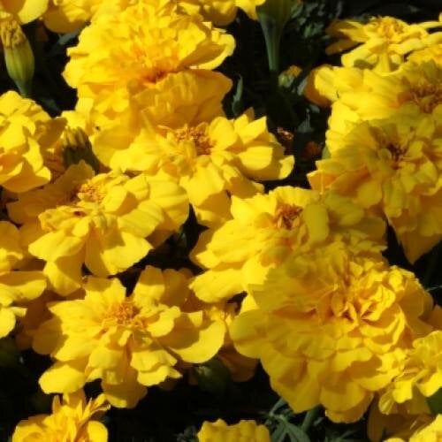 Семена цветов Floranova Черноморцы отклонены Alumia Yellow 50 шт. (BN10998-3)