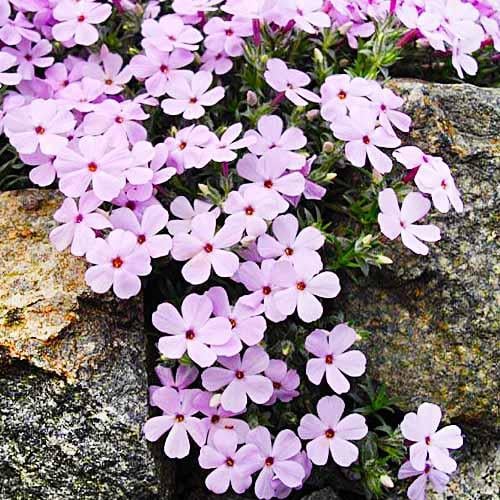 Флокс Florium Eva (18484) - фото 3