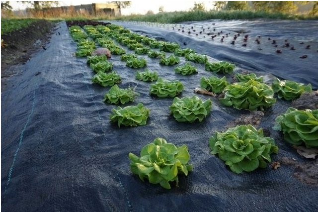 Агротканина GardenLine AGO5696 70 г/м2 1,1x50 м (1208) - фото 6 Агротканина GardenLine AGO5696 70 г/м2 1,1x50 м (1208) - фото 6