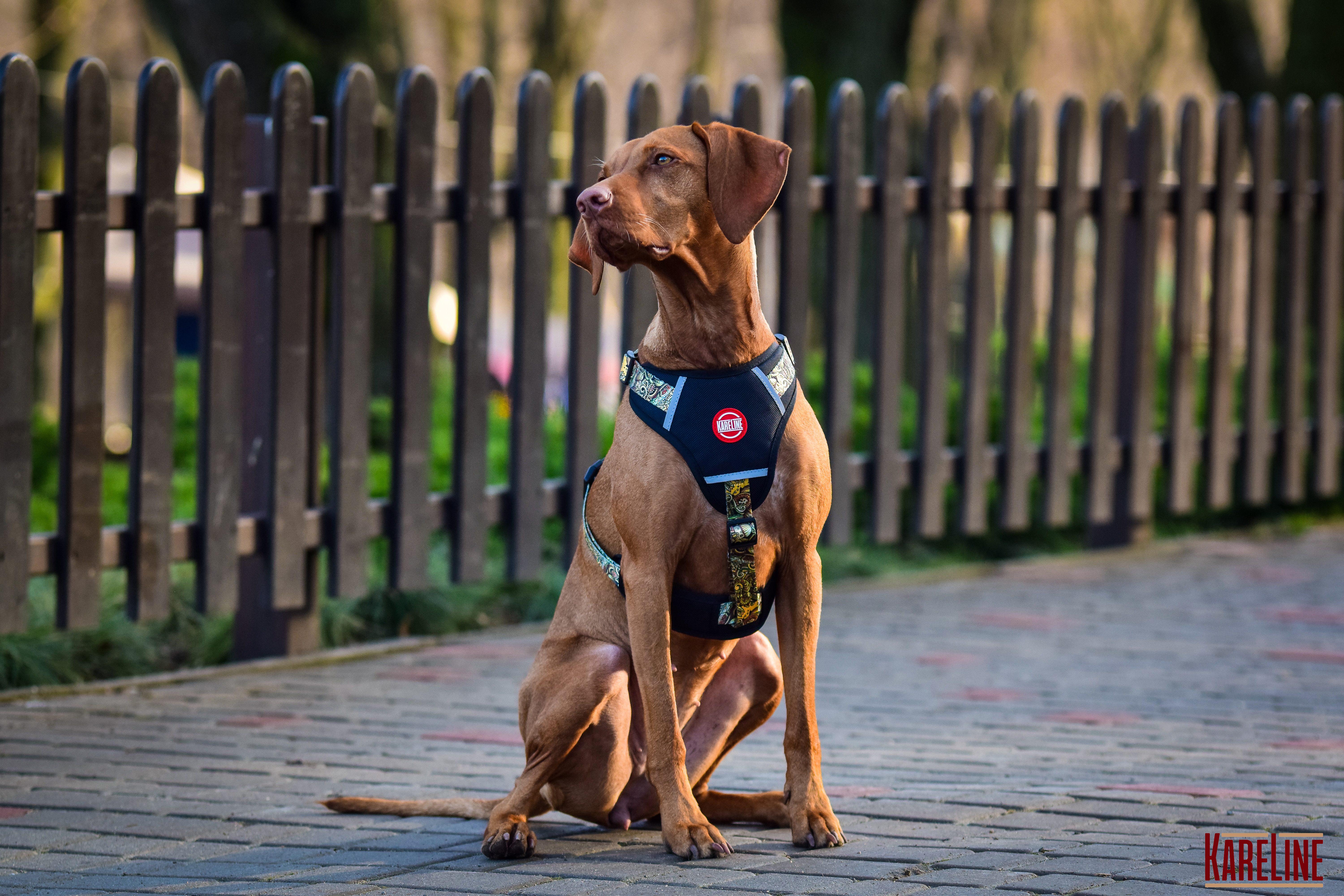 Шлея KareLine AFRIKA из нейлона с узором логотипом и пластиковой пряжкой 10 мм А 220-300 мм В 280-380 мм (0880/11) - фото 6 Шлея KareLine AFRIKA из нейлона с узором логотипом и пластиковой пряжкой 10 мм А 220-300 мм В 280-380 мм (0880/11) - фото 6