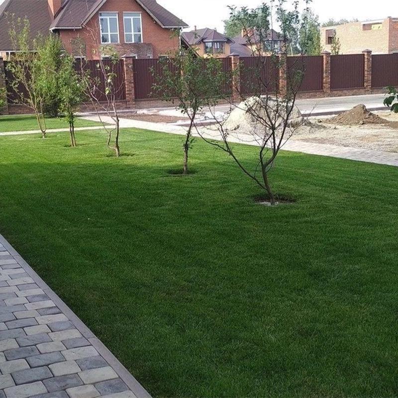 Семена газонной травы Трави України теневые 8 кг - фото 6 Семена газонной травы Трави України теневые 8 кг - фото 6