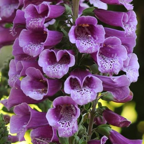 Семена цветов PanAmerican Наперстянка пурпурная DALMATIAN PURPLE 5 шт. (BN04230-4)