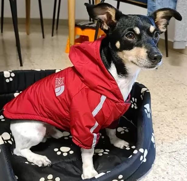 Куртка зимняя для маленьких и средних собак флисовая (AWN-00034) Куртка зимняя для маленьких и средних собак флисовая (AWN-00034)