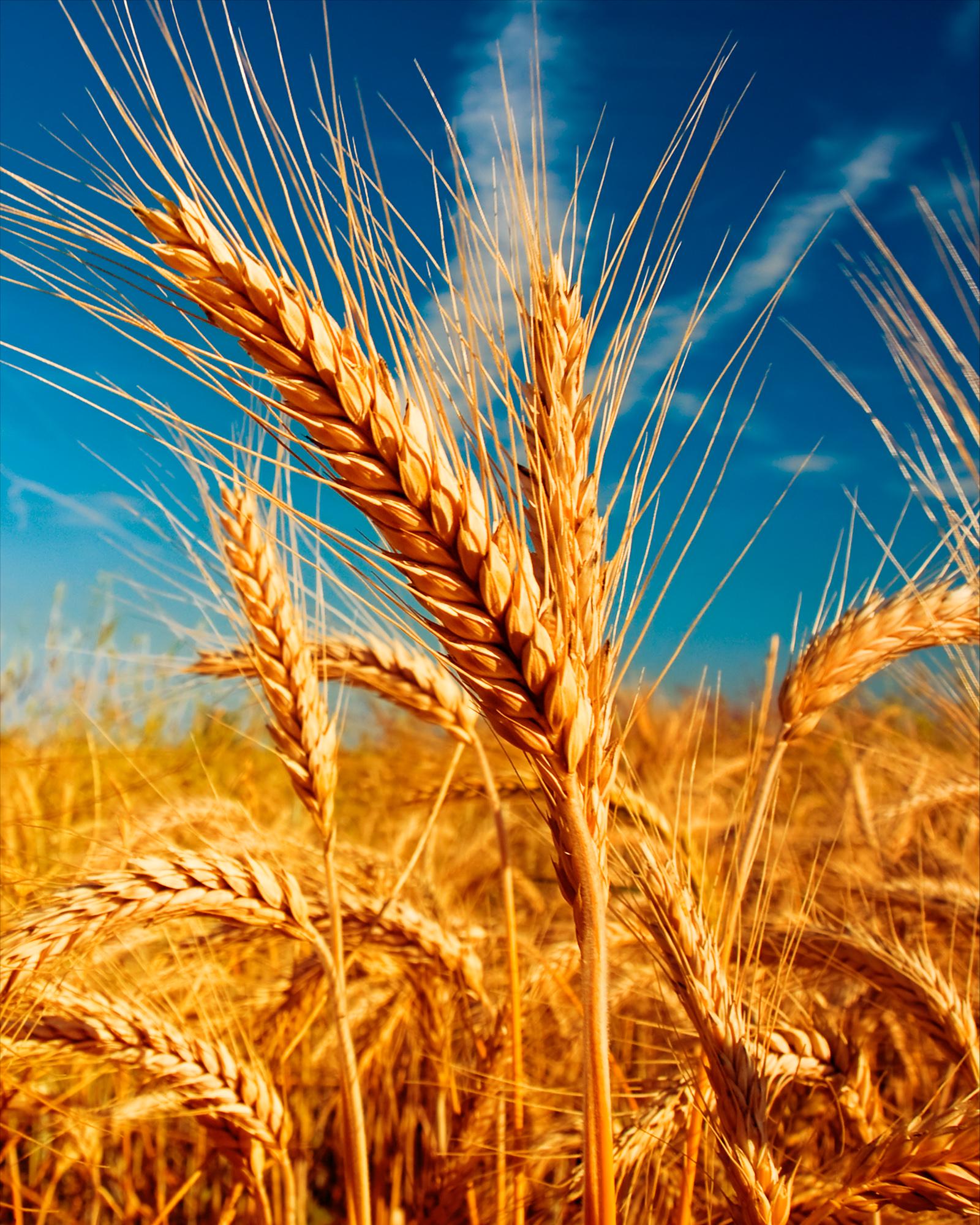 Алмазная мозаика на подрамнике Santi Колос 40x50 см (Top-954329)