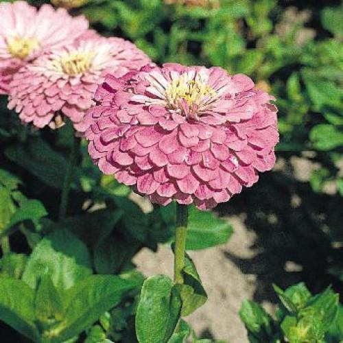 Семена цветов Benary Циния Benary's Giant Lilac 25 шт. (BN02856-4)