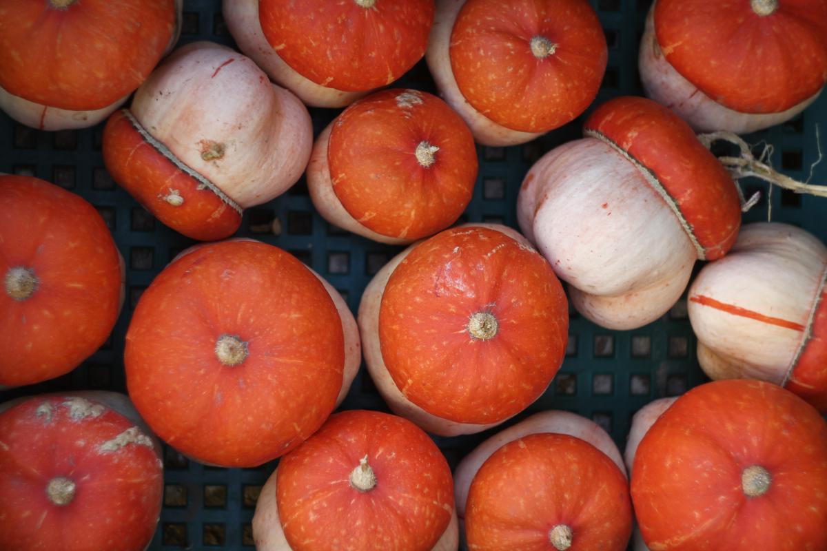 Семена Тыква мини Тюрбан для декора турецкий желудь декоративная 10 шт. - фото 5