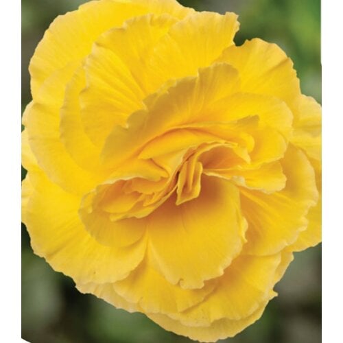 Семена цветов Бегония клубневая Limitless F1 Yellow Red Back Syngenta 250 шт. (BN10637-2)