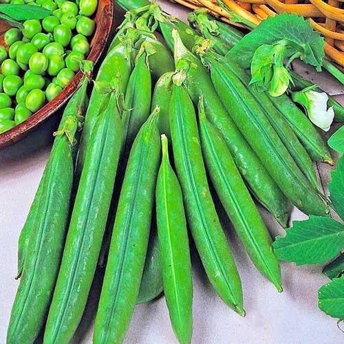 Семена Горох Florium Рада (10743)