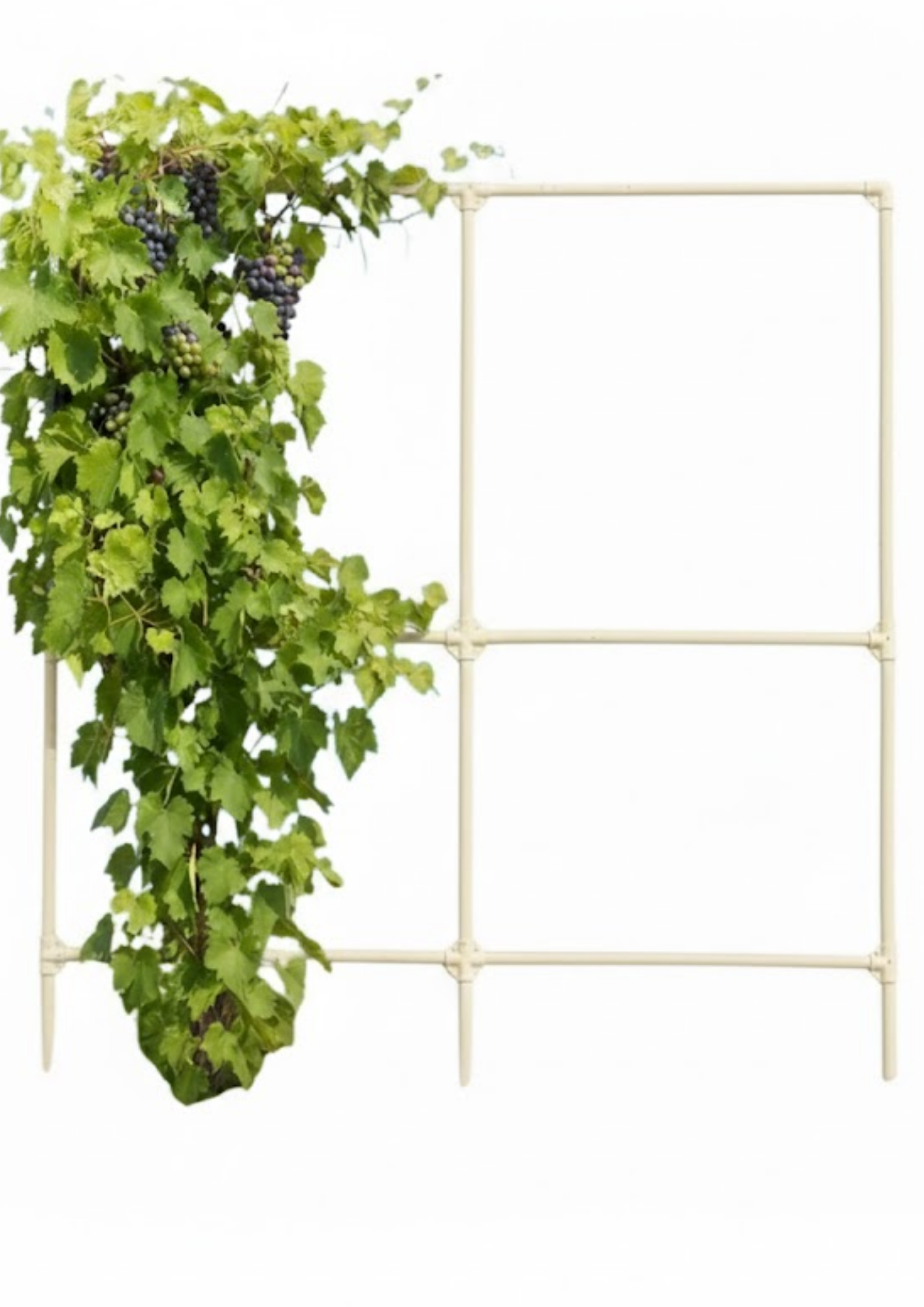 Шпалера для винограда SIMBUD 200х200см цинк RAL1015 (31992525)