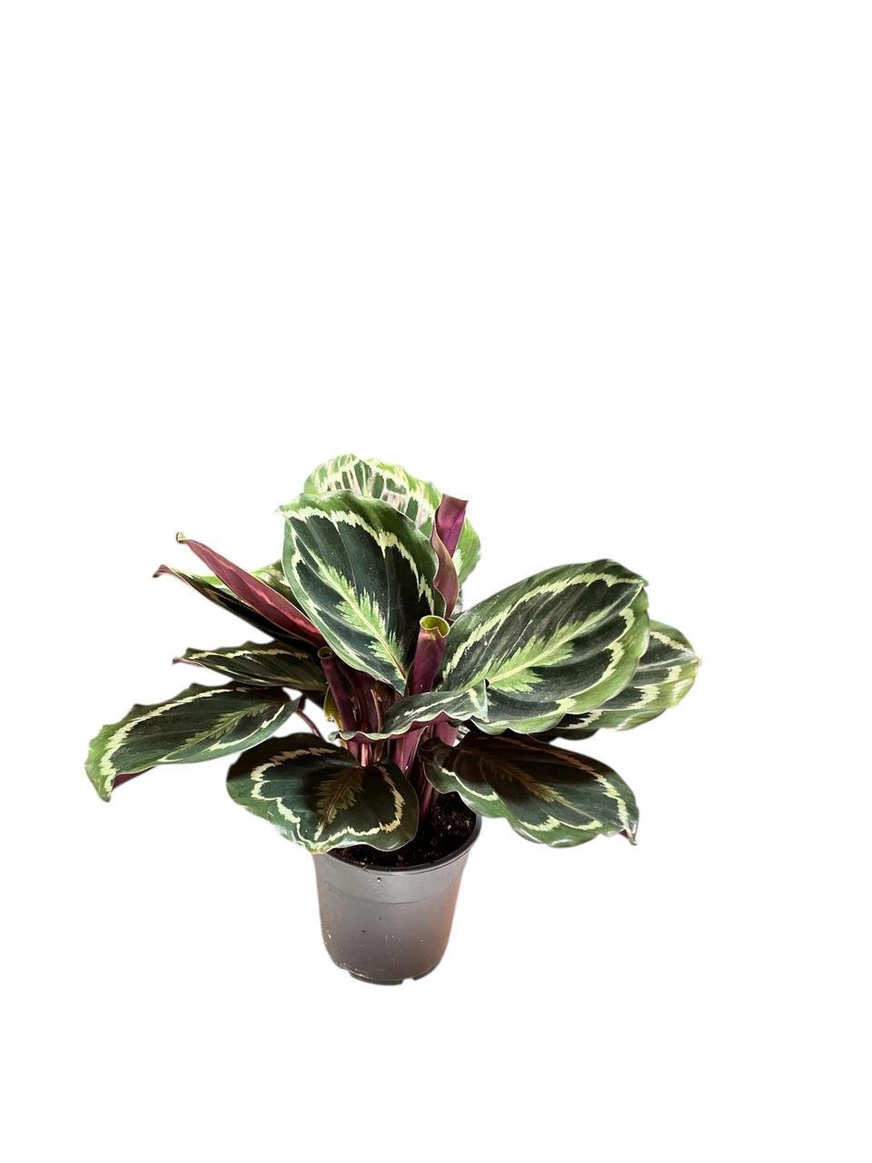Комнатное растение в горшке Калатея Медальон (28003364) Комнатное растение в горшке Калатея Медальон (28003364)