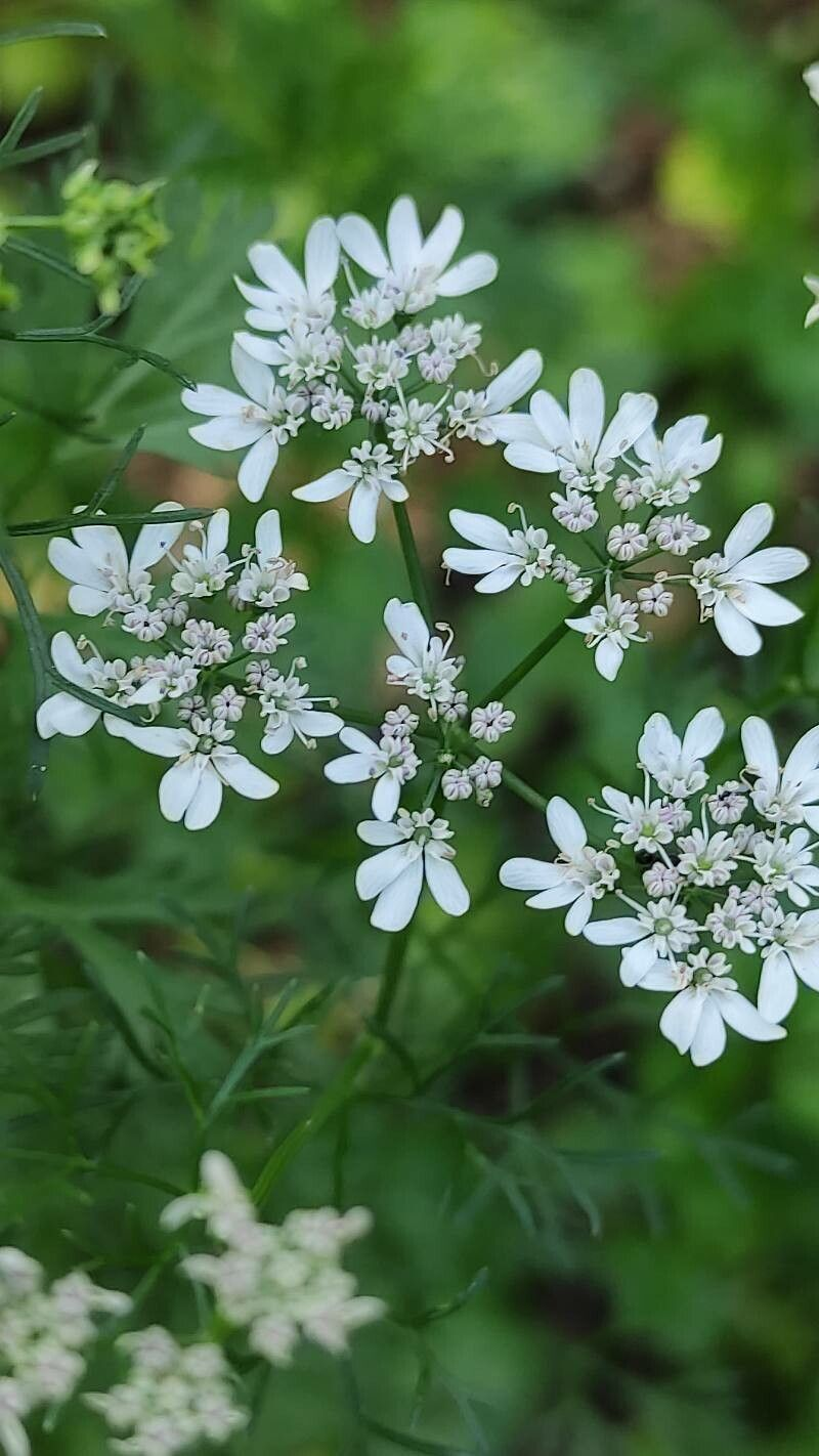 Насіння Коріандр Бурштин кінза 4 г 450 шт. (RS-00906) - фото 4