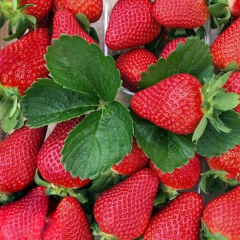 Саженец клубники Kwiki очень ранняя (1317003605)