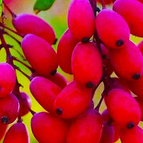 Саджанець Барбарис Дулкіс Dulcis один з найсмачніших сортів (116175)