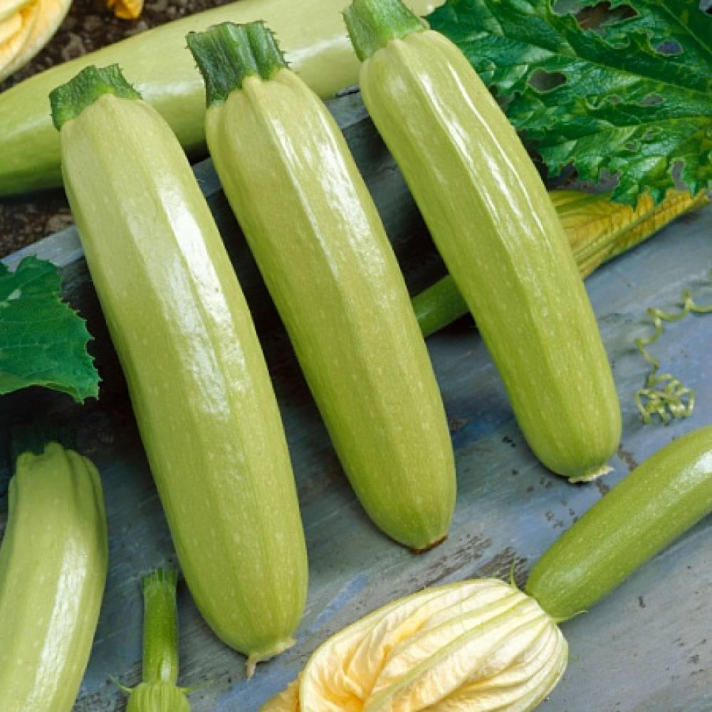 Семена Кабачок Ангелина F1 ТД Гекса-Украина 01-17-105 5 шт. (IR01192)