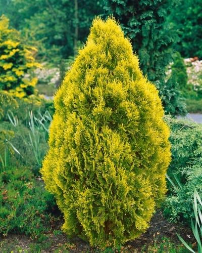 Садженець туї східної Аурея Нана в горщику С1.5 (2040367045)