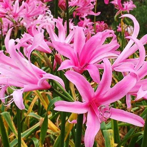 Амарин Florium Belladiva (4426) - фото 2 Амарин Florium Belladiva (4426) - фото 2