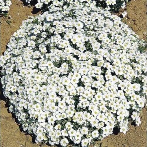 Семена цветов Песчанка горная Аренария Sandwort Benary 100 шт. (BN04066-3)