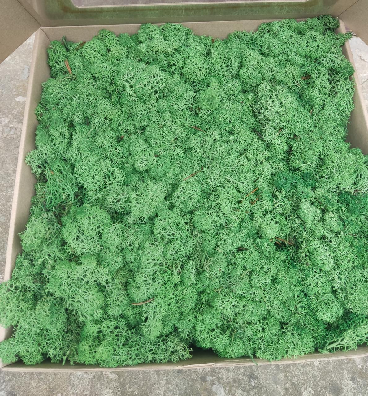 Стабилизированный мох ягель для декора Норвегия Grass Green Dark № 78 1000 г (2343980426) Стабилизированный мох ягель для декора Норвегия Grass Green Dark № 78 1000 г (2343980426)