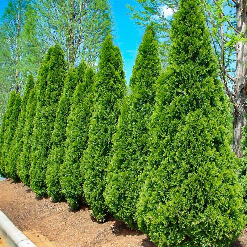 Саженец туи западной Thuja occidentalis Smaragd 4-х летняя С3 (1376877680)