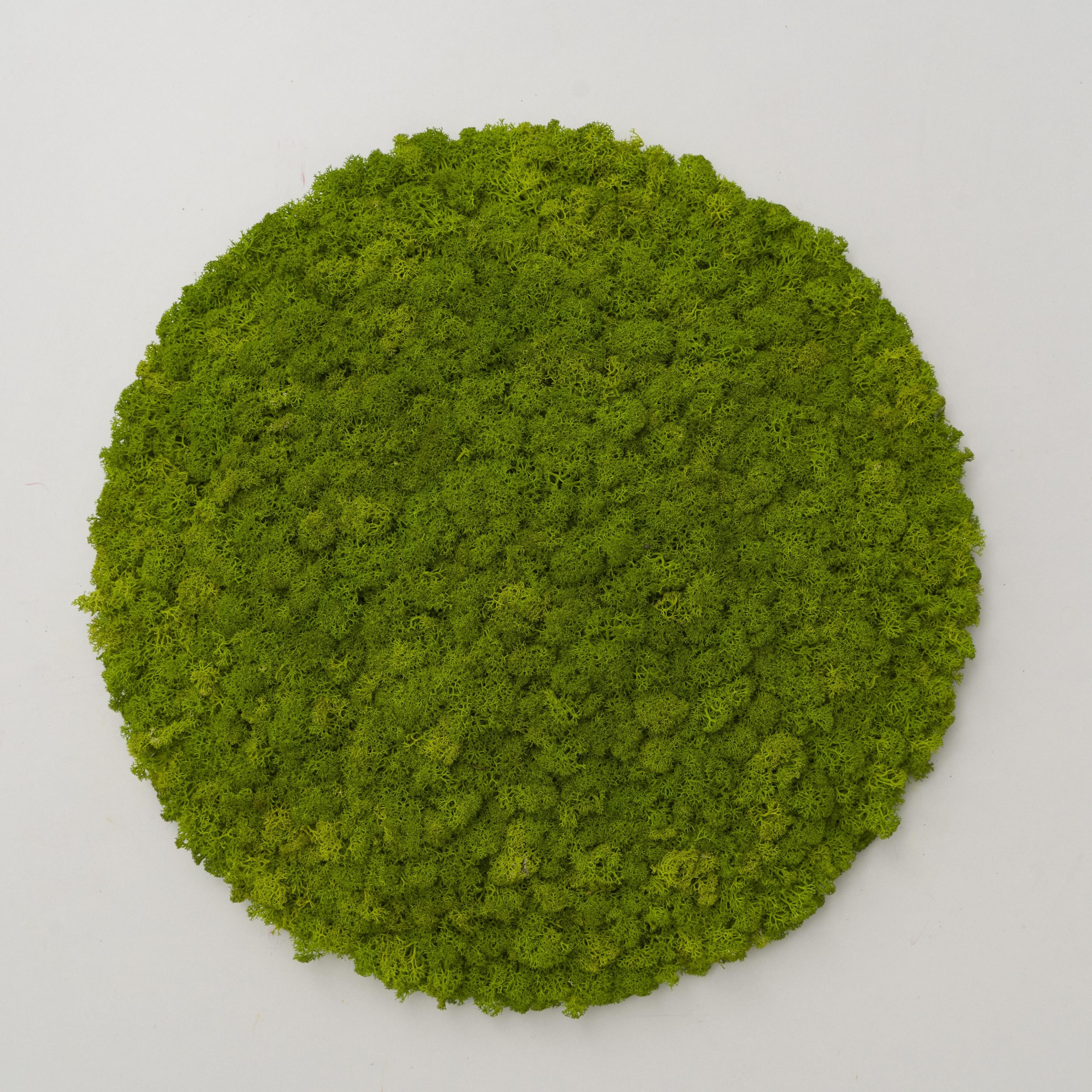 Декоративное панно из мха Organic Design d 33 см Light Green (701-02) - фото 2 Декоративное панно из мха Organic Design d 33 см Light Green (701-02) - фото 2