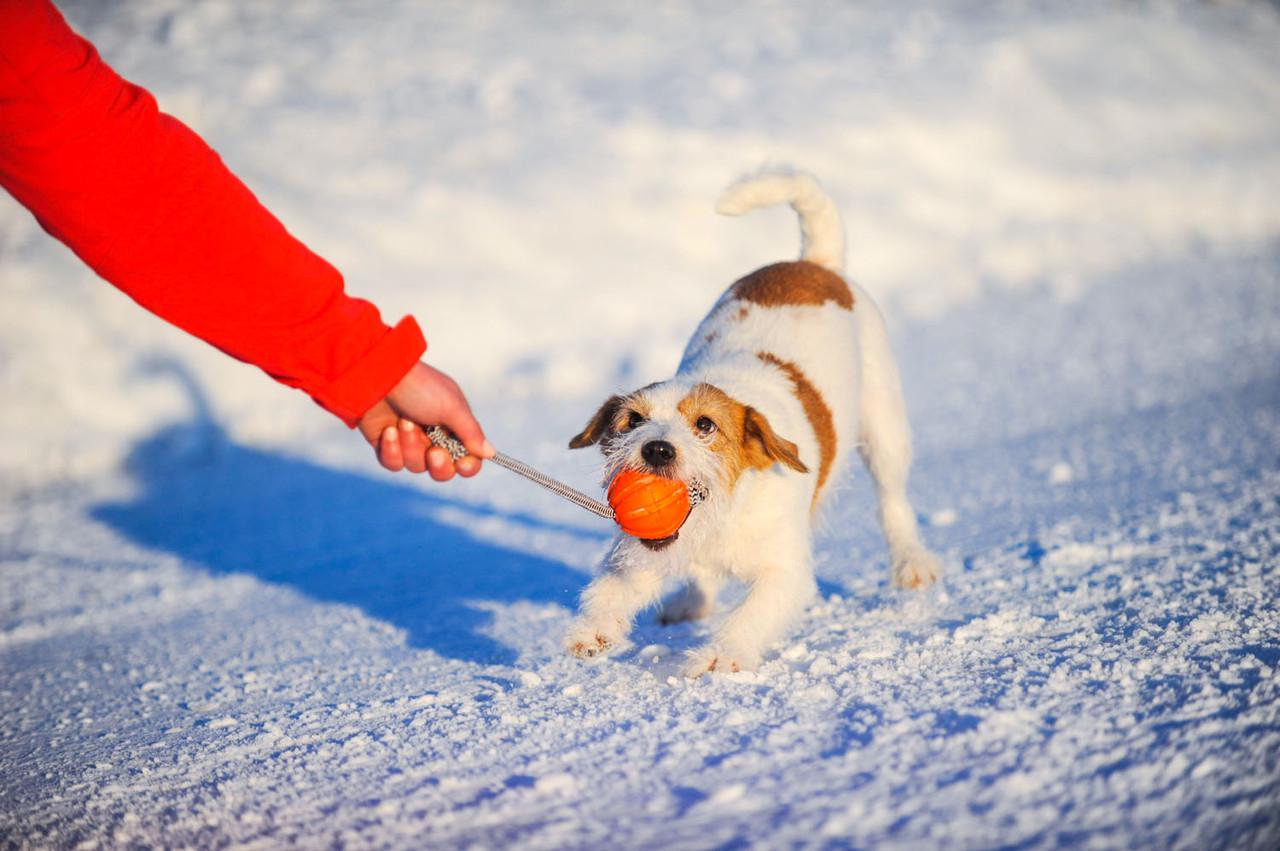 Іграшка для цуценят і собак дрібних порід Liker Cord 5 М'ячик зі шнурком (6285) - фото 3