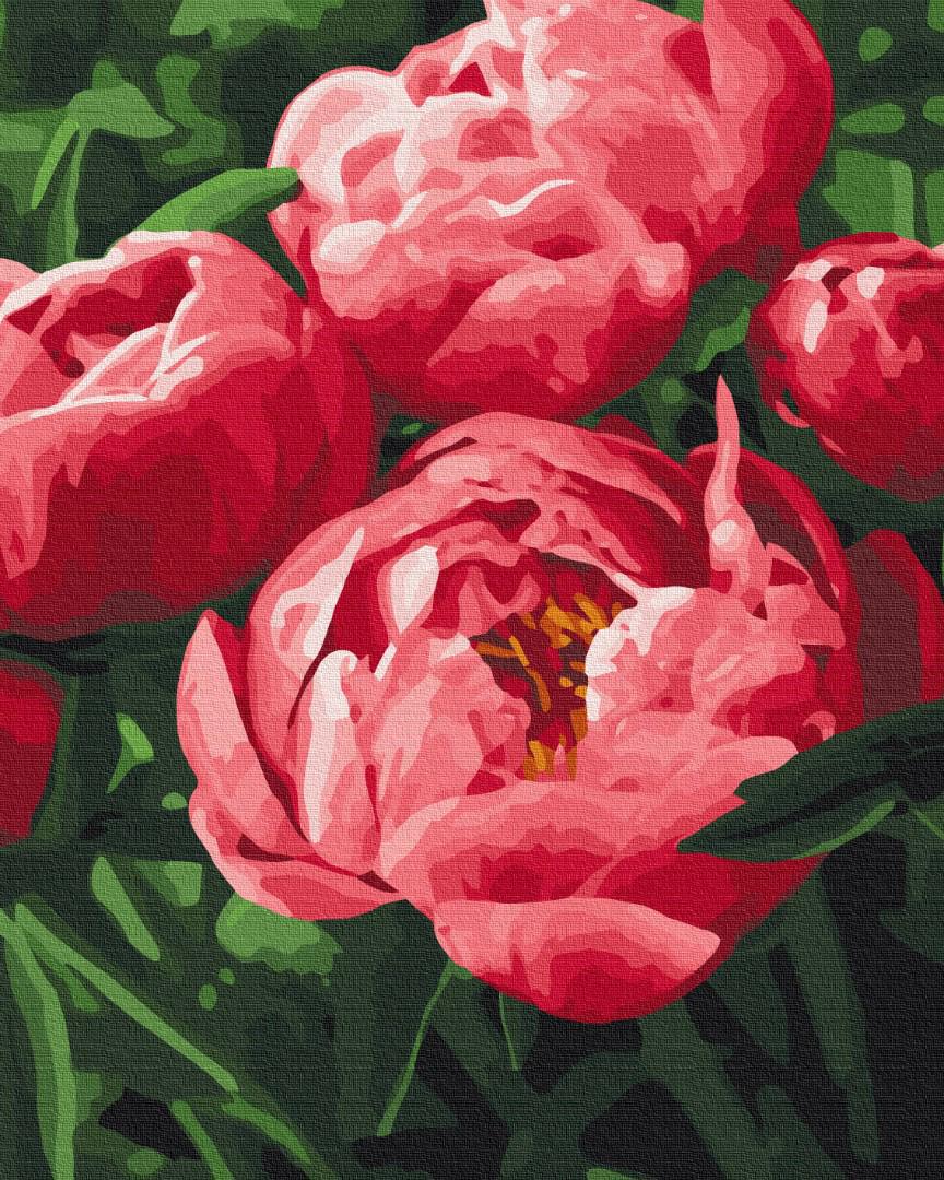 Картина за номерами Brushme Преміум Насичений колір півонії 40x50 см (PBS51711)