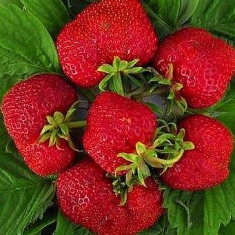 Саженец клубники Humi Grande средняя сочная (1418006893)