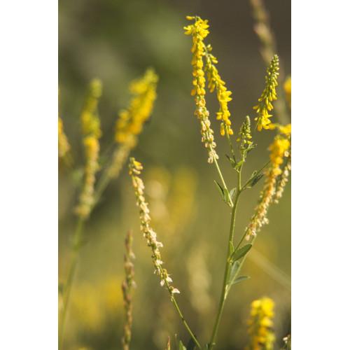 Семена травы Донник медонос 1 кг Желтый (24131750) - фото 2