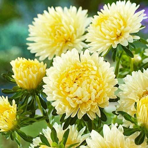 Семена Астра Florium карликовая Ксантипа (17748)