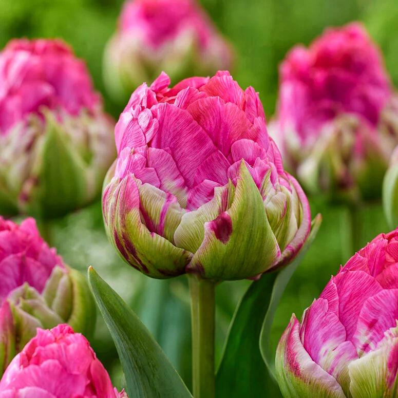 Тюльпан махровый Dobrodar Wicked in Pink 1 шт. (38288602)