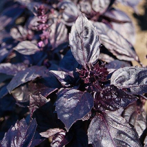 Семена Базилик Florium Красный Рубин (8428)