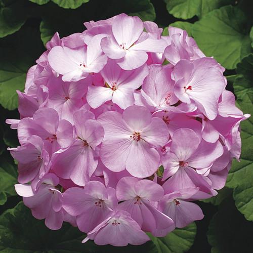Семена цветов Syngenta Пеларгония Ringo 2000 F1 Lavender 50 шт. (BN01676-3)