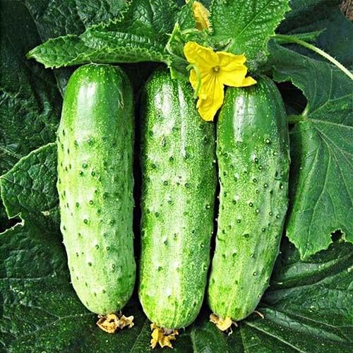 Семена Огірок Florium Політ метелика F1 (18734)