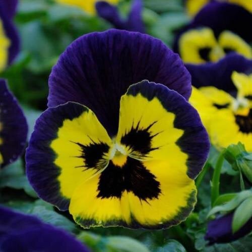 Семена цветов Виола MATRIX F1 Yellow Purple Wing (BN10118-3)