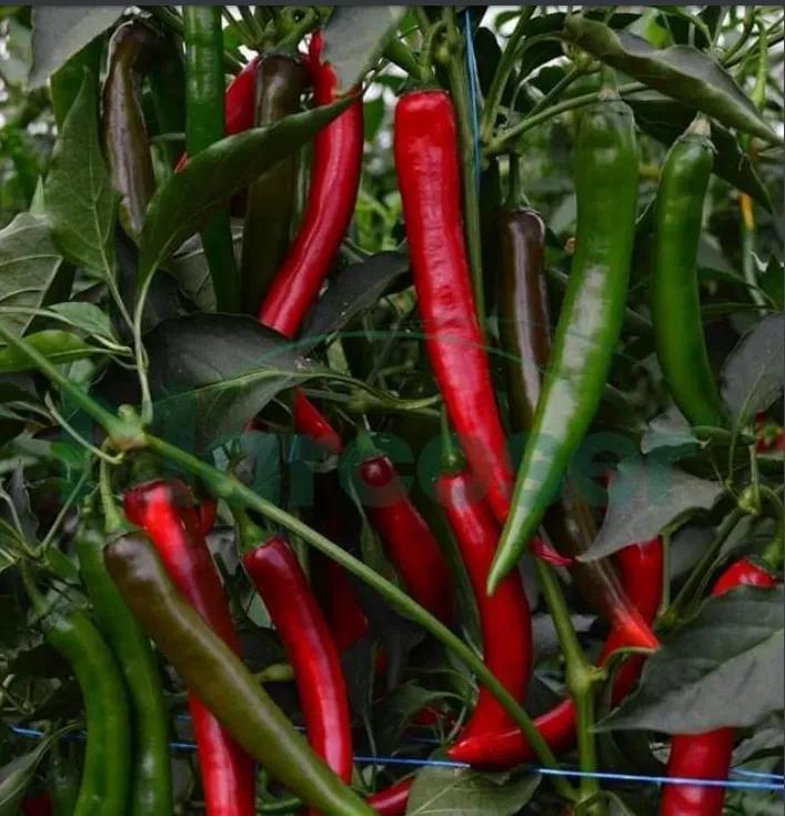 Перец острый Сахем F1 Syngenta 500 шт. (2289656590.5)