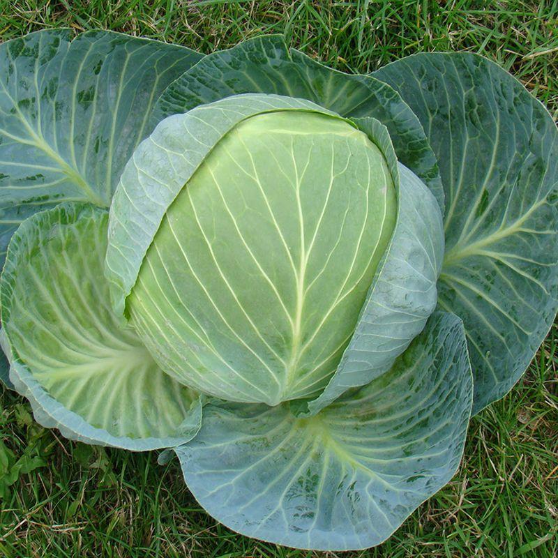 Семена Капуста Белоголова Clause BRIGADIER F1 10000 шт. (2289273361)