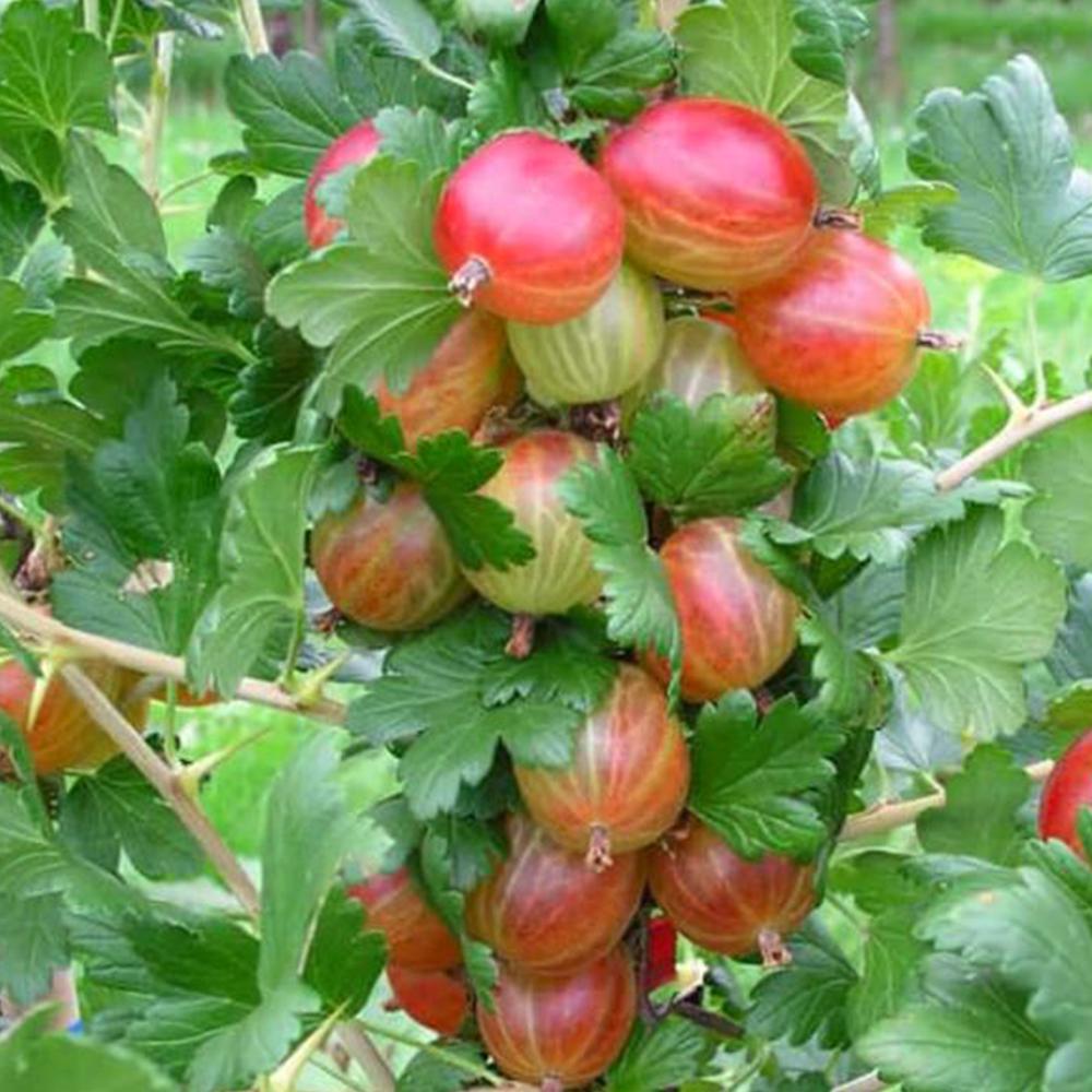 Саженец крыжовника Танго Вдвоем (14965103) Саженец крыжовника Танго Вдвоем (14965103)