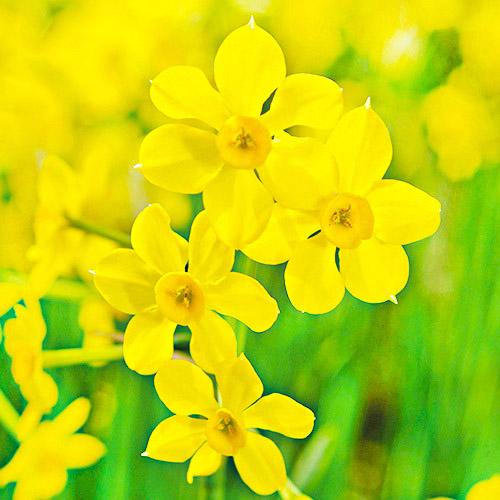 Нарцисс Florium Baby Moon (11298)