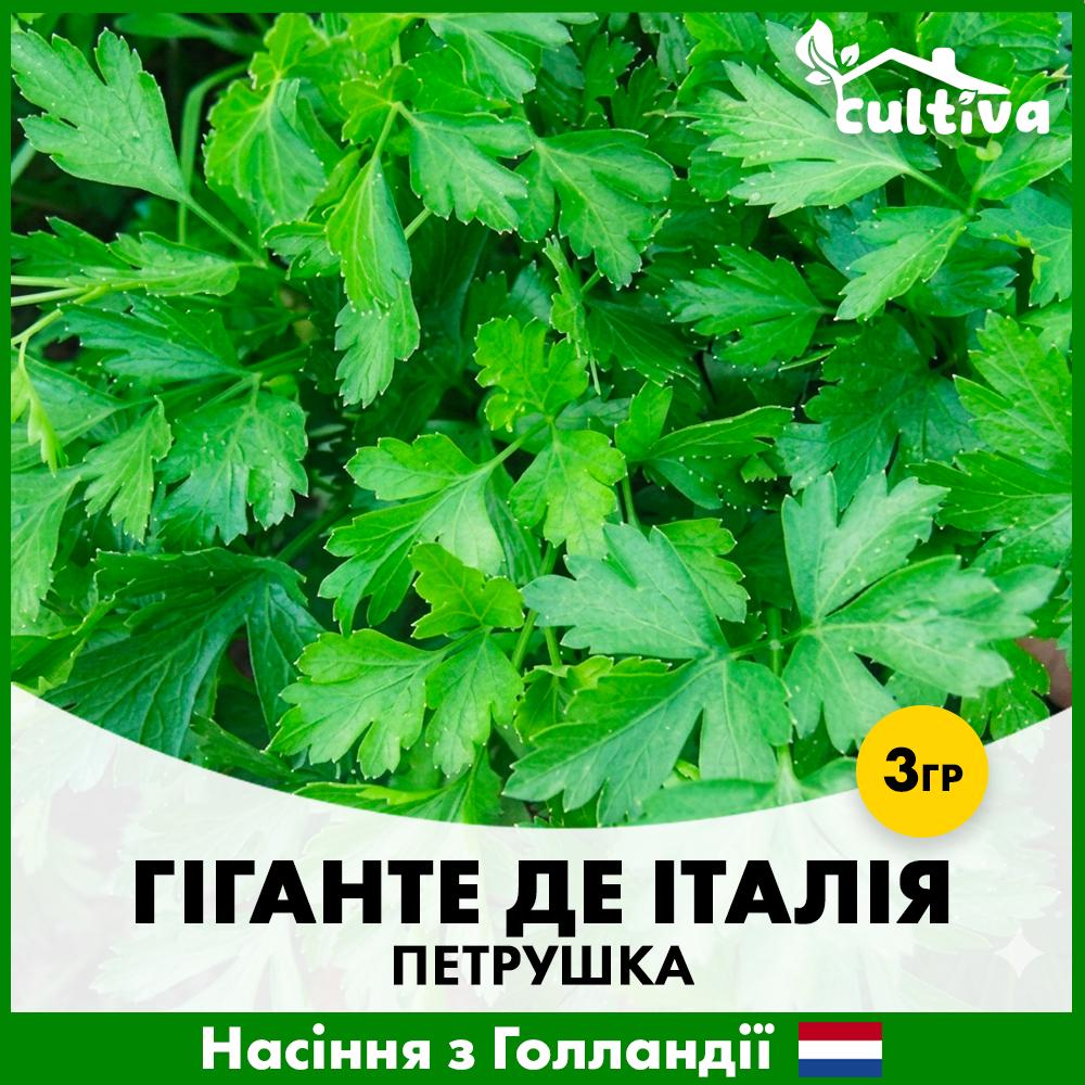 Насіння петрушки Hazera Гіганте де Італія 3 г (R51207)
